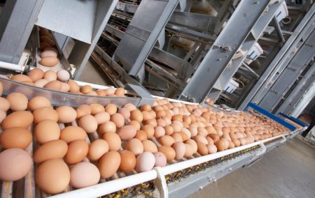 Uvezli smo 5,25 milijuna komada pilića i 91 milijun komada jaja