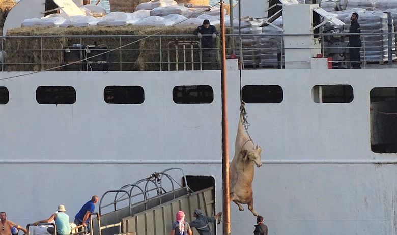 Nehumano postupanje prema bikovima prilikom ukrcaja na brod u luci Raša