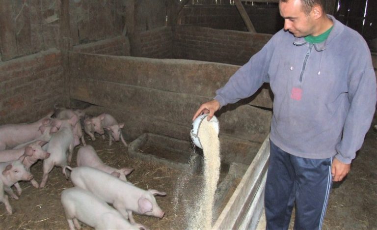 Uvoz mesa u Hrvatskoj je sve veći - mala farma svinja u Podravini