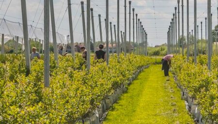 Plantaža borovnica tvrtke Dar blue u mjestu Dereza kod Čazme - traži se više od 200 berača borovnica